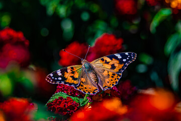 Fototapeta na wymiar butterfly on red flower close up