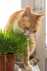 A red cat eats green grass green juicy grass for cats, sprouted oats are useful for cats.