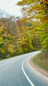 road in autumn forest