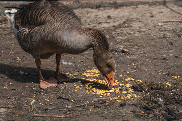 Domestic goose. Goose farm. geese on the farm. A gray goose feeds in a rural yard. A grey goose walks on a sunny day. The concept of poultry farming. Waterfowl. 