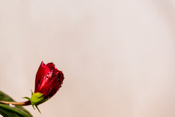 Obraz premium Hibiscus bud also known as joba flower isolated