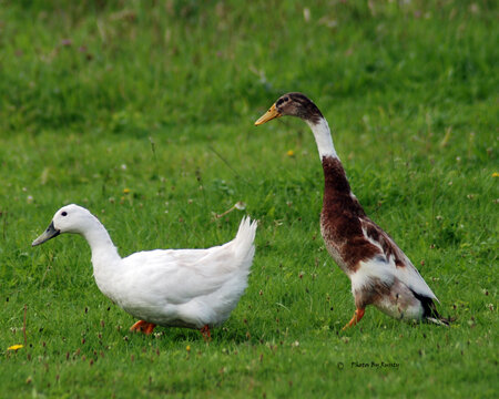 duck chase 