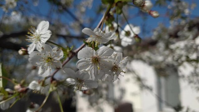 cherry blossoms, trees swaying in the wind, fruit orchards blooming