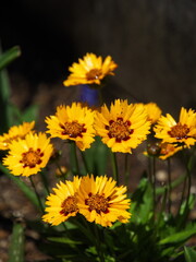 陽光を浴びるハルシャギク
