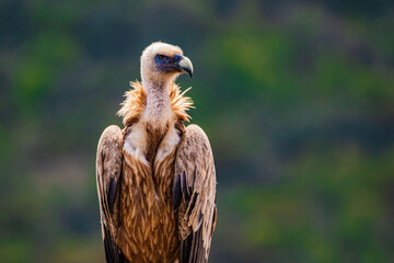 close up of a vulture