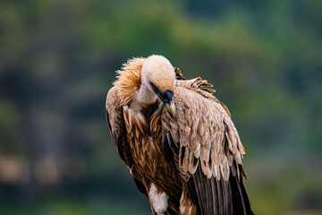 close up of a vulture