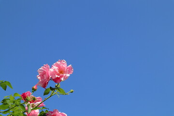 青空とピンク色のバラ