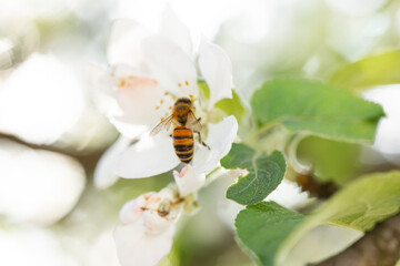 Banner background with bee and blooming tree branches, honey production and spring concept