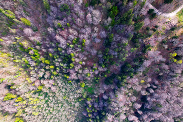 Aerial view of winding hiking trail in the woods at local mountain Uetliberg on a sunny spring day. Photo taken April 14th, 2022, Zurich, Switzerland.