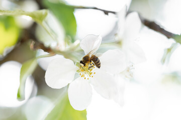 Springtime flowering branches and a bee with copy space banner