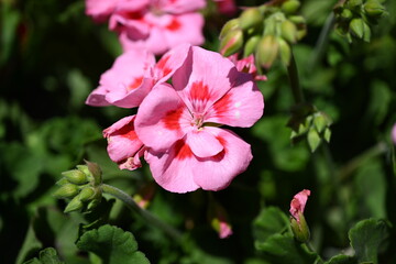 Super-cluster of rows of tall hues and colors flowers. These amazing summer blooms make for spectacular viewing, amongst the worlds greatest flowers collections. A true treat from nature.