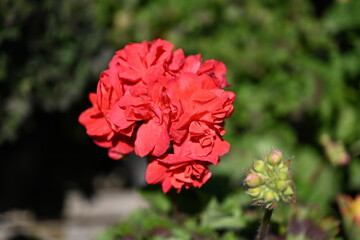  Pelargonium graveolens `Citronella`, often sold as Pelargonium citrosum, cultivar with deeply divided leaves and citronella like scent when crushed, not mosquito repellent