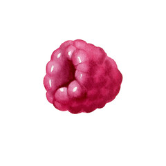 Botanical watercolor illustration of red raspberry.