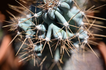 Overhead view of a green spiny cactus 