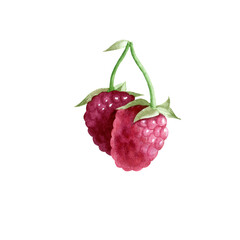 Botanical watercolor illustration of red raspberry.
