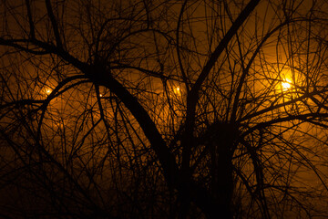 Fog in the night park. Silhouettes of bushes and yellow lights of lanterns.