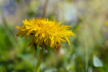 Macro photography of a yellow dandelion