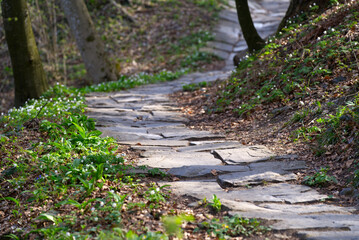 Mountain bike trail with rock surface at local mountain Uetliberg on a sunny spring day. Photo taken April 14th, 2022, Zurich, Switzerland.