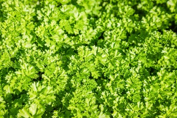 Green curly parsley leaves background, full frame