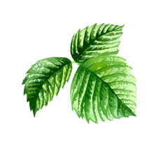 Raspberry Leaves. Botanical watercolor isolated illustration.