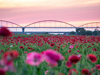 こうのす花まつり　夕焼けのポピー花畑