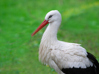 portrait of a stork in the wild on a green background