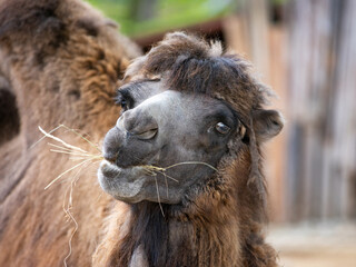 portrait of a camel with a straw in its mouth