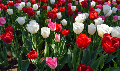 White, red and pink tulips flower bed