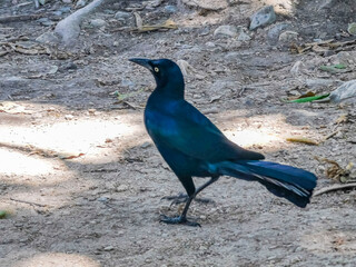 Great-Tailed Grackle male bird walking on ground Tulum Mexico.