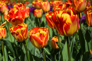 Red yellow tulips in the sunny day