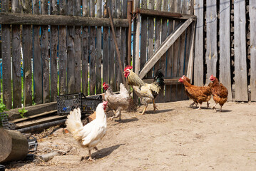 Rooster with hens in the poultry yard in the village.