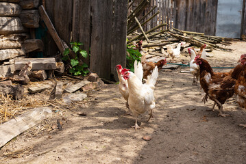 Hens walk in the poultry yard in the village.