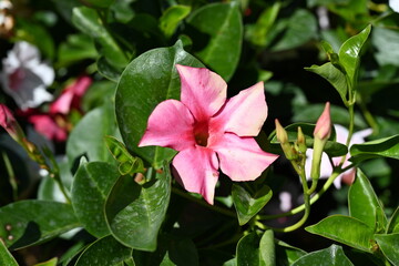 Super-cluster of rows of tall hues and colors flowers. These amazing summer blooms make for spectacular viewing, amongst the worlds greatest flowers collections. A true treat from nature.