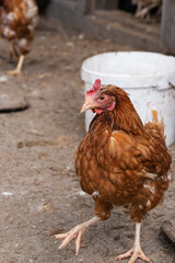 Hen walks in the poultry yard in the village.