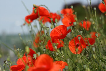 Wild Poppies Field. Poppy Flowers. Low Angle View.