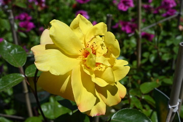 Obraz na płótnie Canvas Yellow flowers close-up