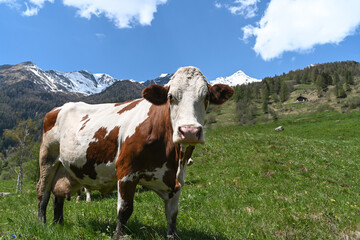 Fototapeta na wymiar mucca alta montagna latte yogurt