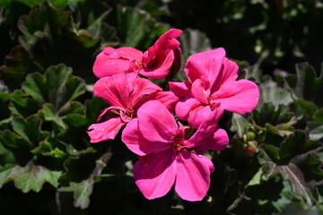 Obraz premium Super-cluster of rows of tall hues and colors flowers. These amazing summer blooms make for spectacular viewing, amongst the worlds greatest flowers collections. A true treat from nature.