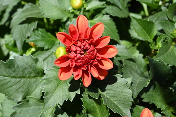 Super-cluster of rows of tall hues and colors flowers. These amazing summer blooms make for spectacular viewing, amongst the worlds greatest flowers collections. A true treat from nature.