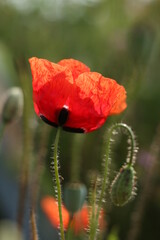 Fototapeta premium Wild Poppy. Poppy Flower. Close-Up