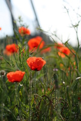 Wild Poppies Field. Poppy Flowers. Low Angle View.