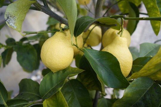 Citrus grandis x C. paradise Piriforme, Rutaceae family. Berggarten, Hanover.
