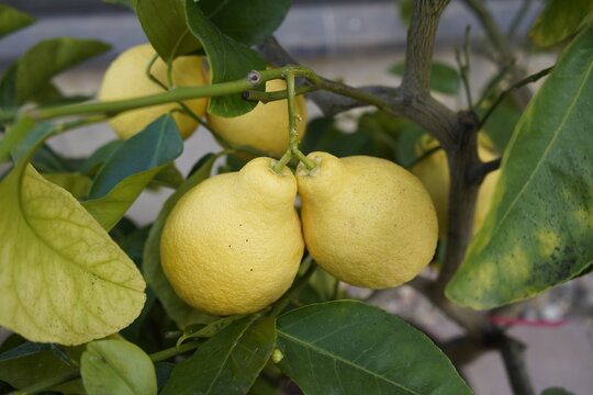 Citrus grandis x C. paradise Piriforme, Rutaceae family. Berggarten, Hanover.