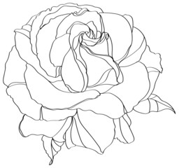 hand drawn rose