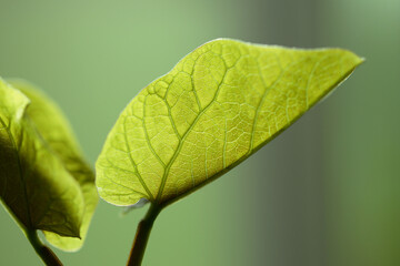 Haricot magique - croissance d'une jeune plante