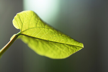 Haricot magique - croissance d'une jeune plante