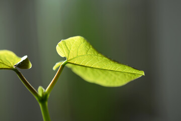 Haricot magique - croissance d'une jeune plante