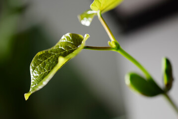 Haricot magique - croissance d'une jeune plante