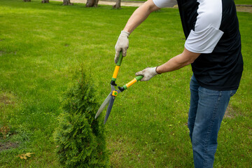 Hands with garden shears cut the green thuja. gardener cuts a bush. Gardener's hands with scissors on the background of the lawn. Close-up