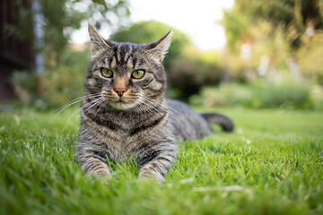 Tabby cat lies attentively on the grass and curiously looks past the camera to the left. Gray brown cat in the garden and watches what is happening. - Powered by Adobe